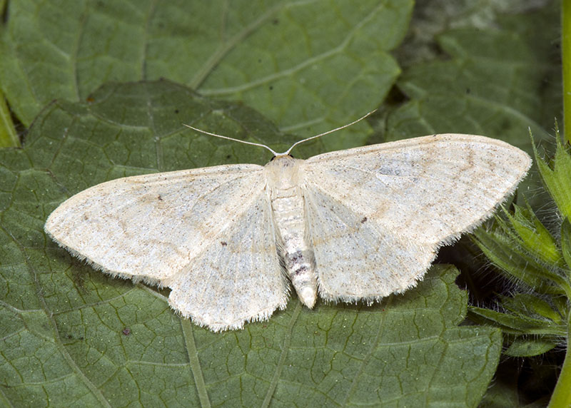 Dubbio Idaea
